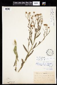 Boltonia asteroides image