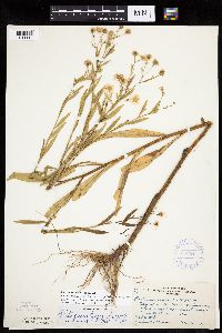 Boltonia asteroides image