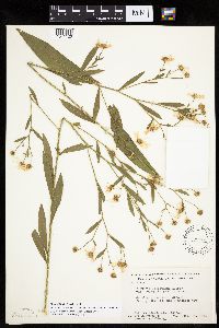 Boltonia asteroides image