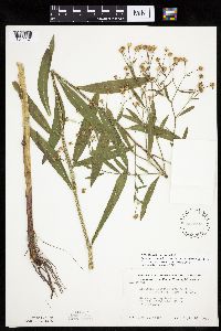 Boltonia asteroides image