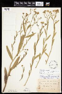 Boltonia asteroides image