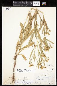 Boltonia asteroides image