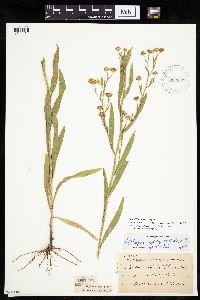 Boltonia asteroides image