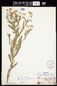 Boltonia asteroides image