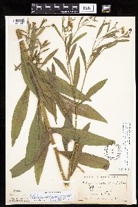 Boltonia asteroides image