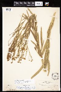 Boltonia asteroides image