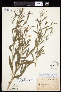 Boltonia asteroides image