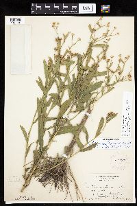 Boltonia asteroides image