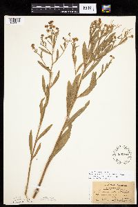 Boltonia asteroides image
