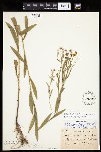 Boltonia asteroides image