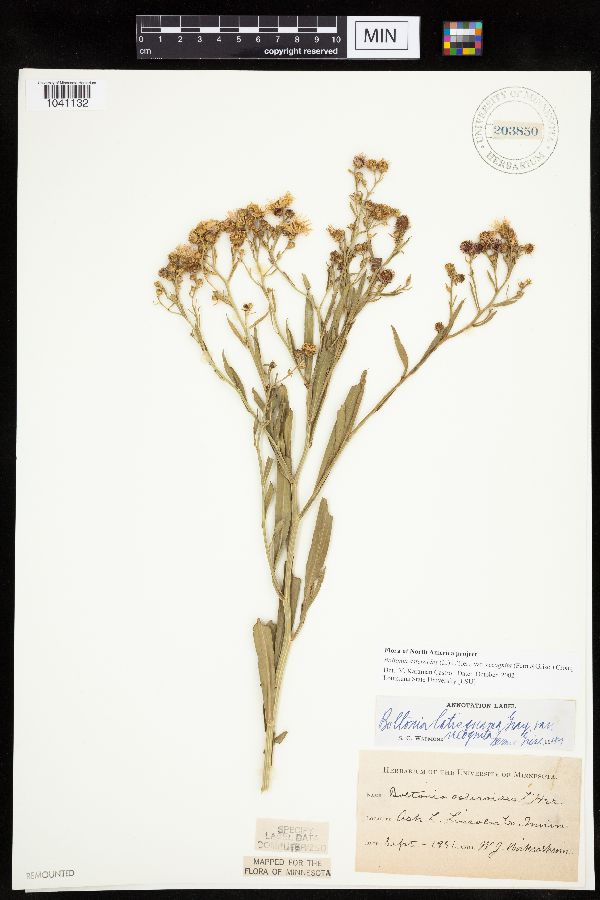 Boltonia asteroides image