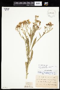 Boltonia asteroides var. recognita image