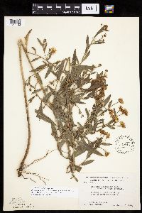 Boltonia asteroides image