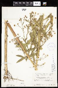 Boltonia asteroides image