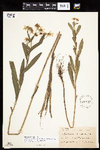 Boltonia asteroides image