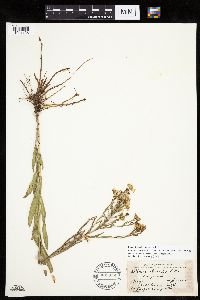 Boltonia asteroides image