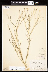 Boltonia asteroides image