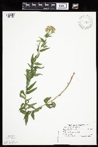Brickellia eupatorioides image