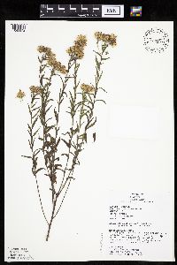 Brickellia eupatorioides image