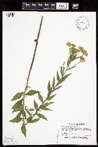 Brickellia eupatorioides image
