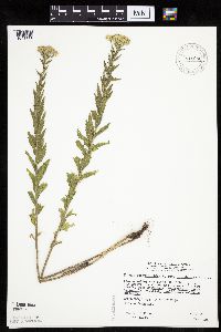 Brickellia eupatorioides image