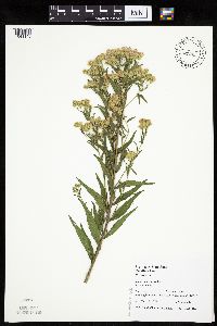 Brickellia eupatorioides image