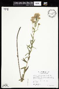 Brickellia eupatorioides image