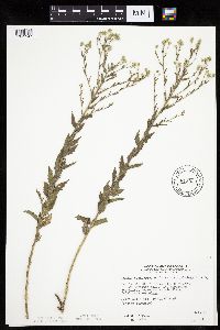 Brickellia eupatorioides image