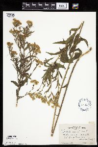 Brickellia eupatorioides image