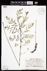 Brickellia eupatorioides image