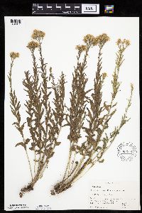 Brickellia eupatorioides image