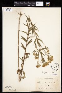 Brickellia eupatorioides image
