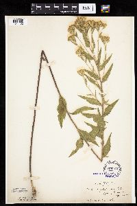 Brickellia eupatorioides image
