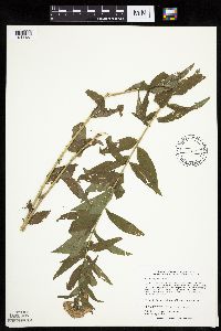 Brickellia eupatorioides image