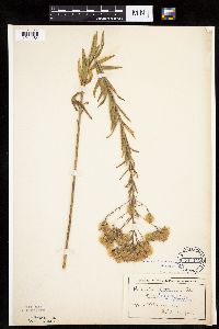 Brickellia eupatorioides image