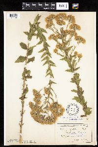 Brickellia eupatorioides image