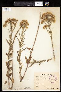 Brickellia eupatorioides image