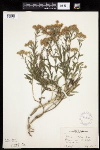 Brickellia eupatorioides image