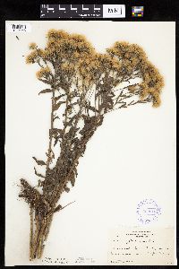 Brickellia eupatorioides image