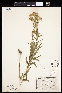 Brickellia eupatorioides image