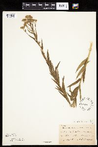 Brickellia eupatorioides image