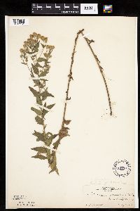 Brickellia eupatorioides image