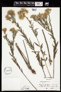 Brickellia eupatorioides image