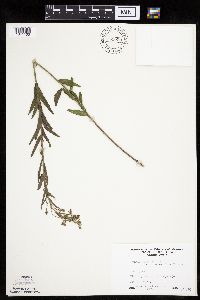 Brickellia eupatorioides image