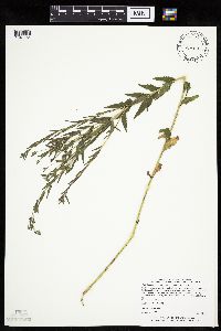 Brickellia eupatorioides image