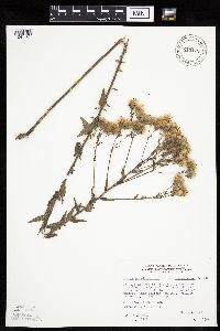 Brickellia eupatorioides image