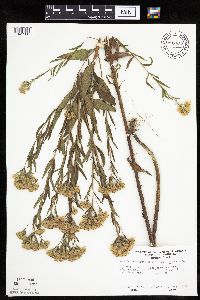 Brickellia eupatorioides image