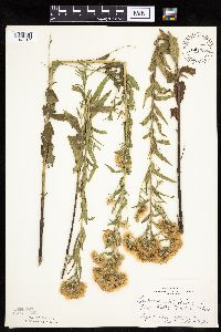 Brickellia eupatorioides image