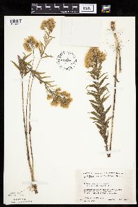 Brickellia eupatorioides image