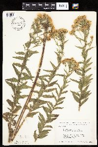 Brickellia eupatorioides image